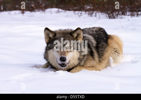 Grauer Wolf, Canis Lupus sitzen im Schnee Stockfoto