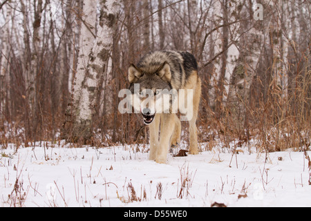 Grauer Wolf, Canis Lupus Jagd in den Wäldern Stockfoto