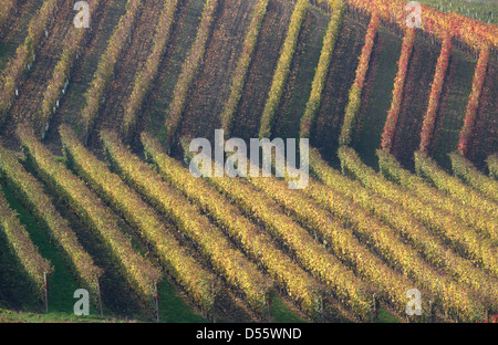 Zeilen-Weinberg auf Hügel Stockfoto