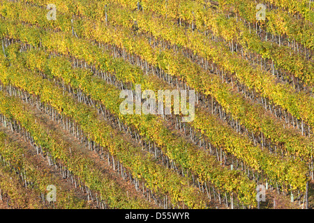 Zeilen-Weinberg auf Hügel Stockfoto