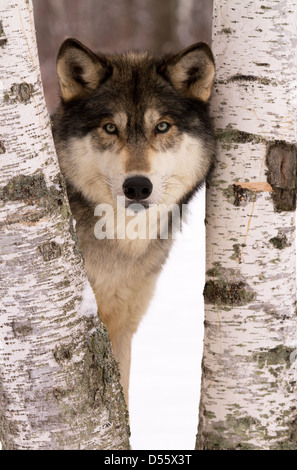 Grauer Wolf, Canis Lupus stehen zwischen den Bäumen Stockfoto