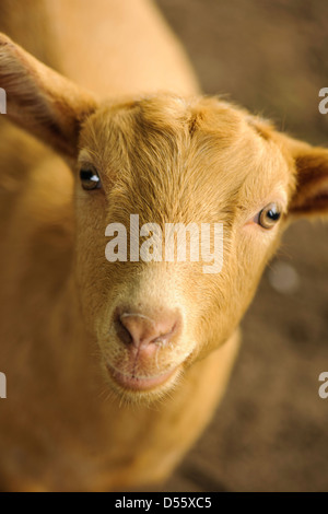 Goldene Guernsey Ziege aus der Nähe Stockfoto