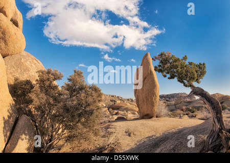 Dieses kultige Boulder zeichnet sich durch einen Ginsterstrauch bei Jumbo Rocks im kalifornischen Joshua Tree National Park. Stockfoto