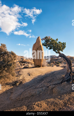 Dieses kultige Boulder zeichnet sich durch einen Ginsterstrauch bei Jumbo Rocks im kalifornischen Joshua Tree National Park. Stockfoto