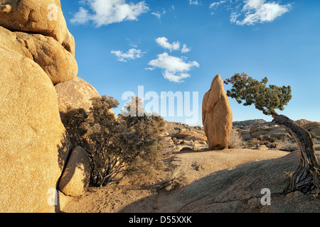 Dieses kultige Boulder zeichnet sich durch einen Ginsterstrauch bei Jumbo Rocks im kalifornischen Joshua Tree National Park. Stockfoto