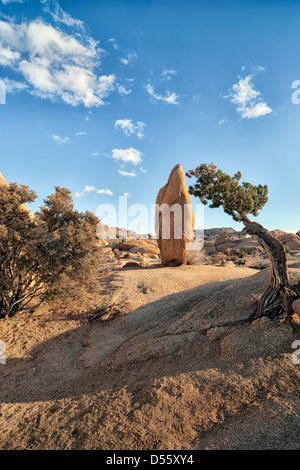 Dieses kultige Boulder zeichnet sich durch einen Ginsterstrauch bei Jumbo Rocks im kalifornischen Joshua Tree National Park. Stockfoto