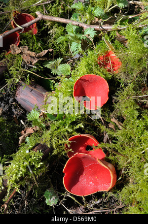 Scharlachrote Elf Cup Pilze - Sarcoscypha Coccinea wächst in Moos Stockfoto