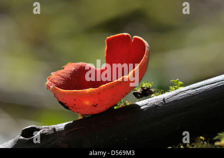 Scharlachrote Elf Cup Pilze - Sarcoscypha coccinea Stockfoto