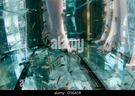 Eine Mädchen taucht seine Füße in einem Tank mit Garra Rufa Fische als Teil der ästhetischen Behandlung ergänzen, Pediküre Stockfoto