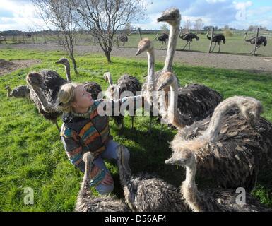 Strauß-Züchterin Sabine Scholz füttert ihr Tierchen mit Gras auf ihrer Straussenfarm in Sticheldorf, Deutschland, 25. Oktober 2010. Seit fünf Jahren sie züchten Strauße und verkauft das Fleisch, den Eiern, die Federn und das Leder aus dem größte Vogel der Welt. Foto: Peter Endig Stockfoto