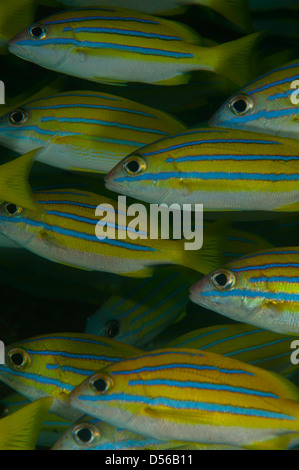 Schule halten Schnapper (Lutjanus Kasmira) auf das Chaaya Hausriff, Ellaidhoo, Malediven Stockfoto