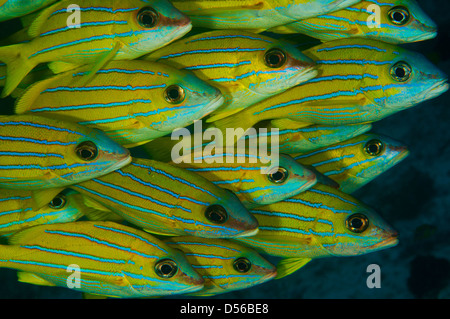 Schule halten Schnapper (Lutjanus Kasmira) auf das Chaaya Hausriff, Ellaidhoo, Malediven Stockfoto