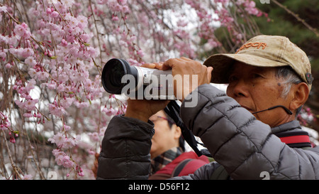 Ein Japaner Filme mit seiner Videokamera, die Kirschblüte in Shinjuku Gyōen nationalen Garten Saku, Tokyo, Japan Stockfoto