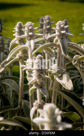 Stachys byzantina blüht Stockfoto