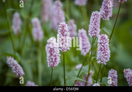 Blassrosa Blüten von Persicaria bistorta, die in einem britischen Garten wachsen Stockfoto