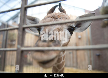 Dortmund, Deutschland. 26. März 2013.  Eine Baby-Giraffe schaut in die Kamera in einem Gehäuse des Zoos in Dortmund. Der Zoo sucht ein Pate oder Patin für die neuen Giraffe, die dann den Namen des Tieres holen kann. Der Name beginnt mit einem "Z": Zuli, Zikomo oder Zebenjo. Foto: Bernd Thissen/Dpa/Alamy Live News Stockfoto