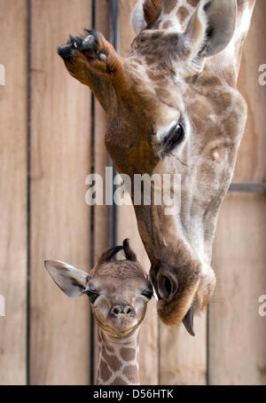 Dortmund, Deutschland. 26. März 2013. Eine Baby-Giraffe schaut in die Kamera, während im Vordergrund stehen neben seiner Mutter Gambela in einem Gehege des Zoos in Dortmund, Deutschland, 26. März 2013. Der Zoo sucht ein Pate oder Patin für die neuen Giraffe, die dann den Namen des Tieres holen kann. Der Name beginnt mit einem "Z": Zuli, Zikomo oder Zebenjo werden derzeit geprüft. Foto: Bernd Thissen/Dpa/Alamy Live News Stockfoto