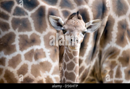 Dortmund, Deutschland. 26. März 2013. Eine Baby-Giraffe schaut in die Kamera, vor seiner Mutter Gambela in einem Gehege des Zoos in Dortmund, Deutschland, 26. März 2013 steht. Der Zoo sucht ein Pate oder Patin für die neuen Giraffe, die dann den Namen des Tieres holen kann. Der Name beginnt mit einem "Z": Zuli, Zikomo oder Zebenjo werden derzeit geprüft. Foto: Bernd Thissen/Dpa/Alamy Live News Stockfoto