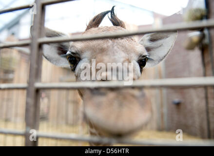 Dortmund, Deutschland. 26. März 2013. Eine Baby-Giraffe schaut in die Kamera ein Gehege des Zoos in Dortmund, Deutschland, 26. März 2013. Der Zoo sucht ein Pate oder Patin für die neuen Giraffe, die dann den Namen des Tieres holen kann. Der Name beginnt mit einem "Z": Zuli, Zikomo oder Zebenjo. Foto: Bernd Thissen/Dpa/Alamy Live News Stockfoto