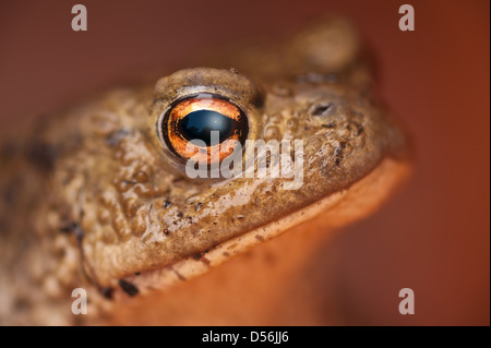 Erwachsene häufig Kröte schützt sich und Beherbergung in einen leeren Blumentopf Blick haben etwas Luft für die Verteidigung aufgeblasen Stockfoto