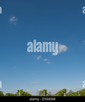 Strahlend blauer klarer Himmel über einen Kentish Weinberg auf einem Süden abfallenden Hang mit Reihen von Weinstöcken im Vordergrund bereit zu holen Stockfoto