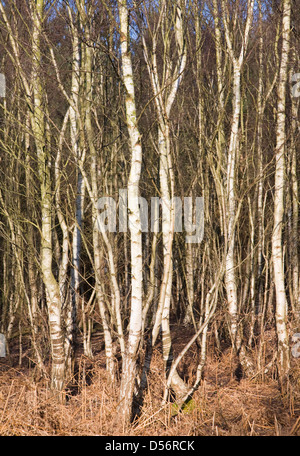 Dichten wuchs von Betula Pendel Silber Birken im Wald, Suffolk, England Stockfoto