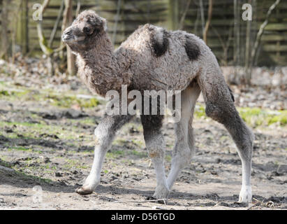 Trampeltier-Kitas "Bajad" Spaziert bin Donnerstag (25.03.2010) Im Straubinger Tierpark (Niederbayern) Durch Das Gehege. Der Kamel-Junge Wurde Vor Knapp Zwei Wochen hat. Trampeltiere Sind Zweihöckrige Wandergitarre, sterben ein Das Wüstenleben in Mittel-Und Ostasien Villenort Sind. Sie Können Eine Holzschutzmitteln von Bis Zu Drei Metern Und Ein Gewicht von Bis Zu 500 Kilogramm u-. Foto: Arm Stockfoto