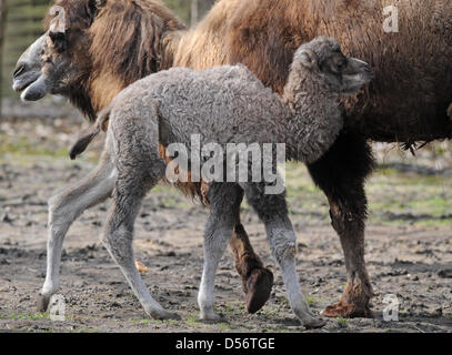 Trampeltier-Kitas "Bajad" Spaziert bin Donnerstag (25.03.2010) Im Straubinger Tierpark (Niederbayern) Vor Seiner Mutter "Paley" Durch Das Gehege. Der Kamel-Junge Wurde Vor Knapp Zwei Wochen hat. Trampeltiere Sind Zweihöckrige Wandergitarre, sterben ein Das Wüstenleben in Mittel-Und Ostasien Villenort Sind. Sie Können Eine Holzschutzmitteln von Bis Zu Drei Metern Und Ein Gewicht von Bis Zu 500 Kilo Stockfoto