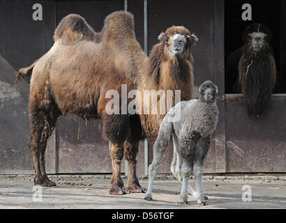 Trampeltier-Kitas "Bajad" by bin Donnerstag (25.03.2010) Im Straubinger Tierpark (Niederbayern) Neben Seiner Mutter "Paley" (l) Und Vater "Balu". Der Kamel-Junge Wurde Vor Knapp Zwei Wochen hat. Trampeltiere Sind Zweihöckrige Wandergitarre, sterben ein Das Wüstenleben in Mittel-Und Ostasien Villenort Sind. Sie Können Eine Holzschutzmitteln von Bis Zu Drei Metern Und Ein Gewicht von Bis Zu 500 K Stockfoto