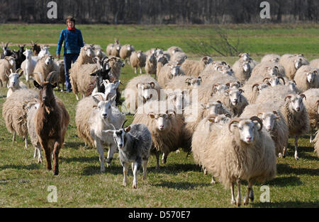Hirte Sophie begleitet Schafe in der Nähe von Tannenhausen, Deutschland, 2. April 2010. Die Herde der weißen gehörnten Heath, einer alten und seltenen Spezies, gebar 44 Lämmer. Foto: Ingo Wagner Stockfoto