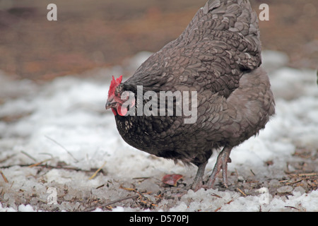 Bluebell Hybrid Huhn Stockfoto