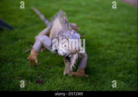 Leguane im Parque de las iguanas, Guayaquil, Ecuador Stockfoto