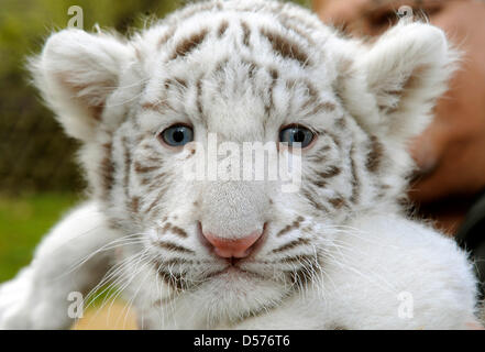 Die weiße Tiger Cub "Rico" auf der Serengeti-Park Hodenhagen, Deutschland, 21. April 2010 präsentiert. "Rico" und sein Bruder "Kico" wurden am 8. März 2010 geboren und von ihrer Mutter "Bianca" nicht akzeptiert wurden. Ein weiblicher Torwart wirft die jungen von hand. Es gibt nur einige 250 weiße Tiger-links auf der ganzen Welt. Foto: HOLGER HOLLEMANN Stockfoto