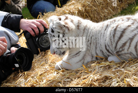 Die weiße Tiger Cub "Rico" auf der Serengeti-Park Hodenhagen, Deutschland, 21. April 2010 präsentiert. "Rico" und sein Bruder "Kico" wurden am 8. März 2010 geboren und von ihrer Mutter "Bianca" nicht akzeptiert wurden. Ein weiblicher Torwart wirft die jungen von hand. Es gibt nur einige 250 weiße Tiger-links auf der ganzen Welt. Foto: HOLGER HOLLEMANN Stockfoto