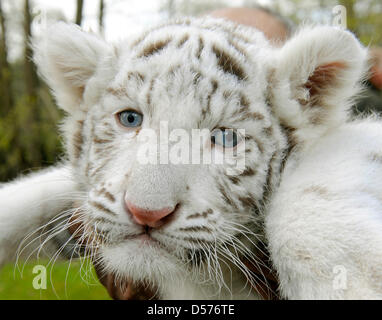 Die weiße Tiger Cub "Rico" auf der Serengeti-Park Hodenhagen, Deutschland, 21. April 2010 präsentiert. "Rico" und sein Bruder "Kico" wurden am 8. März 2010 geboren und von ihrer Mutter "Bianca" nicht akzeptiert wurden. Ein weiblicher Torwart wirft die jungen von hand. Es gibt nur einige 250 weiße Tiger-links auf der ganzen Welt. Foto: HOLGER HOLLEMANN Stockfoto