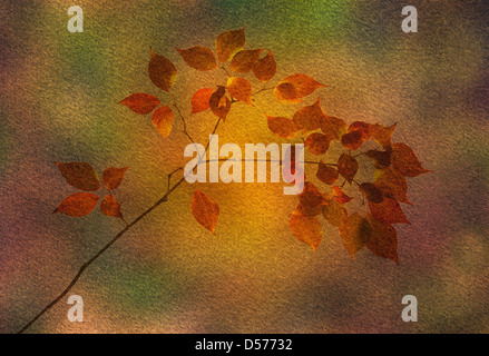 digitale Manipulation von Fotografie Stockfoto