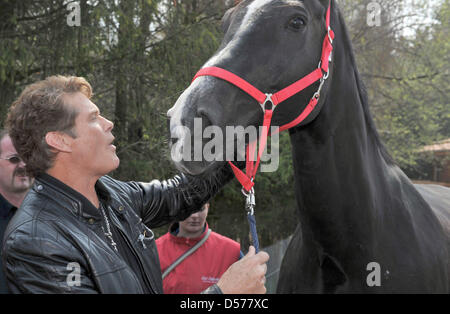 US-amerikanischer Schauspieler und Sänger David Hasselhoff posiert mit einem Pferd auf "Gut Aiderbichl" in Salzburg, Österreich, 24. April 2010. Hasselhof führt seinen neuen Song "This Time Around" in der deutschen Volksmusik-TV-Show "Musikantenstadl" am 24. April. Foto: FELIX HOERHAGER Stockfoto