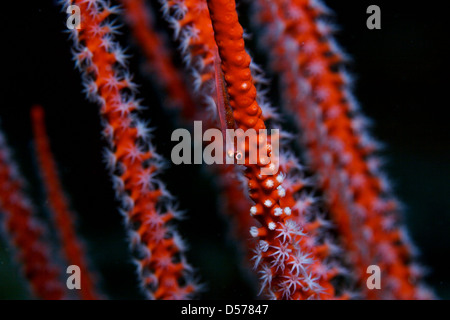 Peitsche Korallen Grundel - Bryaninops yongei Stockfoto