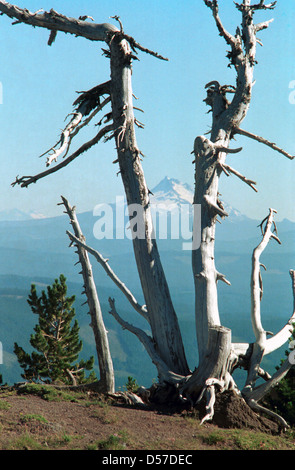 Vulkan Mount Adams Washington aus alten Baum Mount Hood, Oregon im pazifischen Nordwesten Cascade Range, explosiven Eruption, Vulkan, Stockfoto