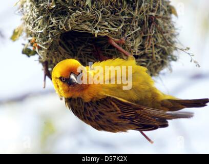 (Dpa-Datei) Ein Datei-Bild datiert 07 ASeptember 2009 von ein Webervogel kopfüber im Goegab Nature Reserve in der Nähe von Sprinbok, Südafrika. Foto: Bernd Settnik Stockfoto