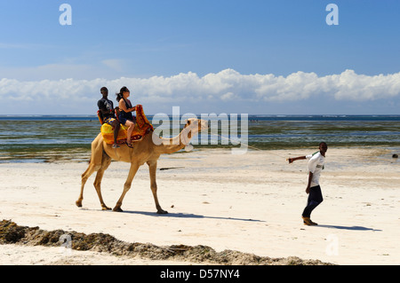 Kamel reitet am Strand in Mombasa, Kenia, Ostafrika Stockfoto