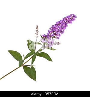 Zweig mit lila Blüten von einem Schmetterlingsstrauch (Buddleja Davidii) vor einem weißen Hintergrund isoliert Stockfoto