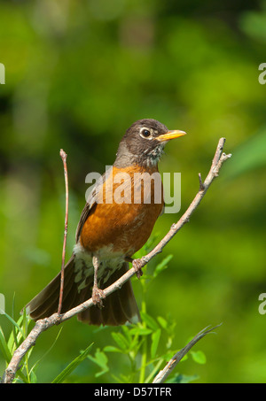 Amerikanischer Robin, North American Robin, Turdus migratorius Stockfoto
