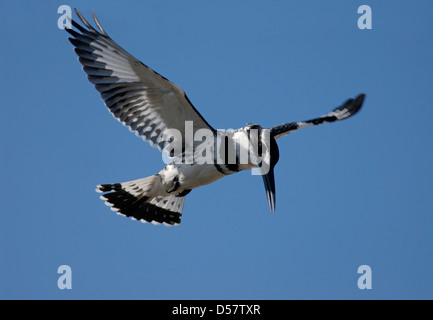 Pied Kingfisher, Ceryle Rudis Stockfoto