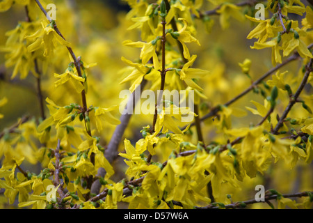 Gewirr von schönen Blumen der gelben Forsythien und Calicantus blühen in sprin Stockfoto