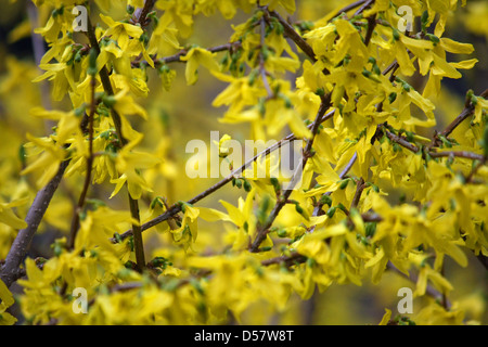 Gewirr von schönen Blumen gelb Forsythien-Blüte im Frühjahr Stockfoto