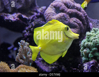 schöne und helle tropische Fische in einem Aquarium schwimmen Stockfoto