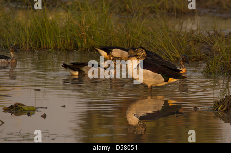 Knopf-billed Ente (Sarkidiornis Melanotos), aka Kamm Ente Stockfoto