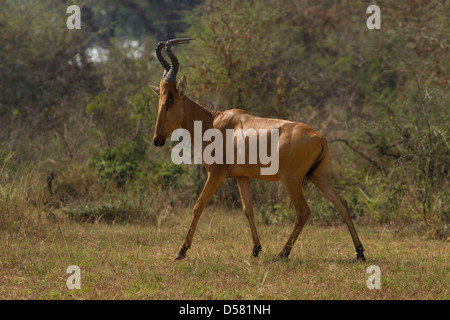 Jacksons Kuhantilope (Alcelaphus Buselaphus Lelwel) zu Fuß Stockfoto