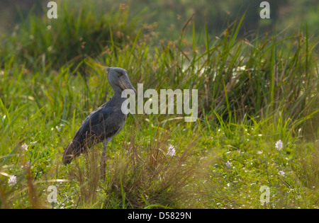 Schuhschnabel Storch (Balanaeceps Rex) im Sumpf in der Nähe von Nil Stockfoto